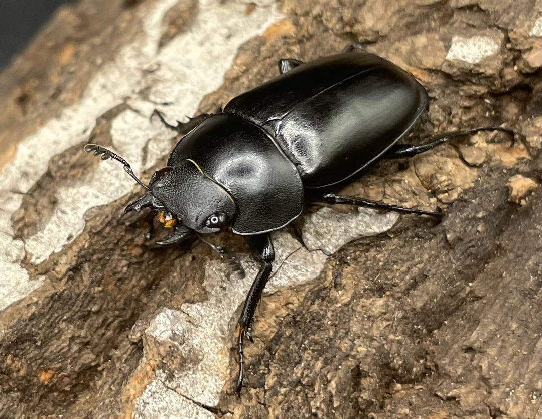 【WD】貴重種《ポレクトゥスノコギリクワガタ 47.5mmUP ペア B品》