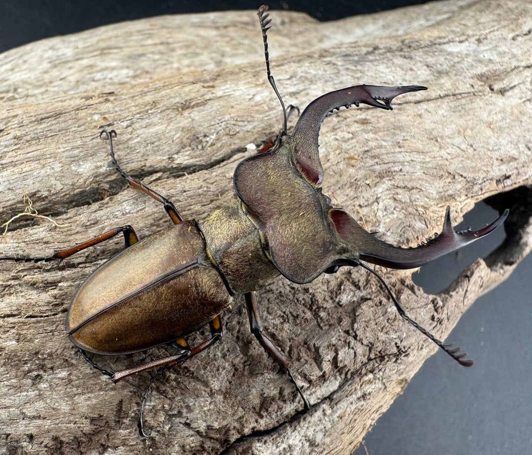 【WD】《フォルモサスミヤマクワガタ 50mm ペア》