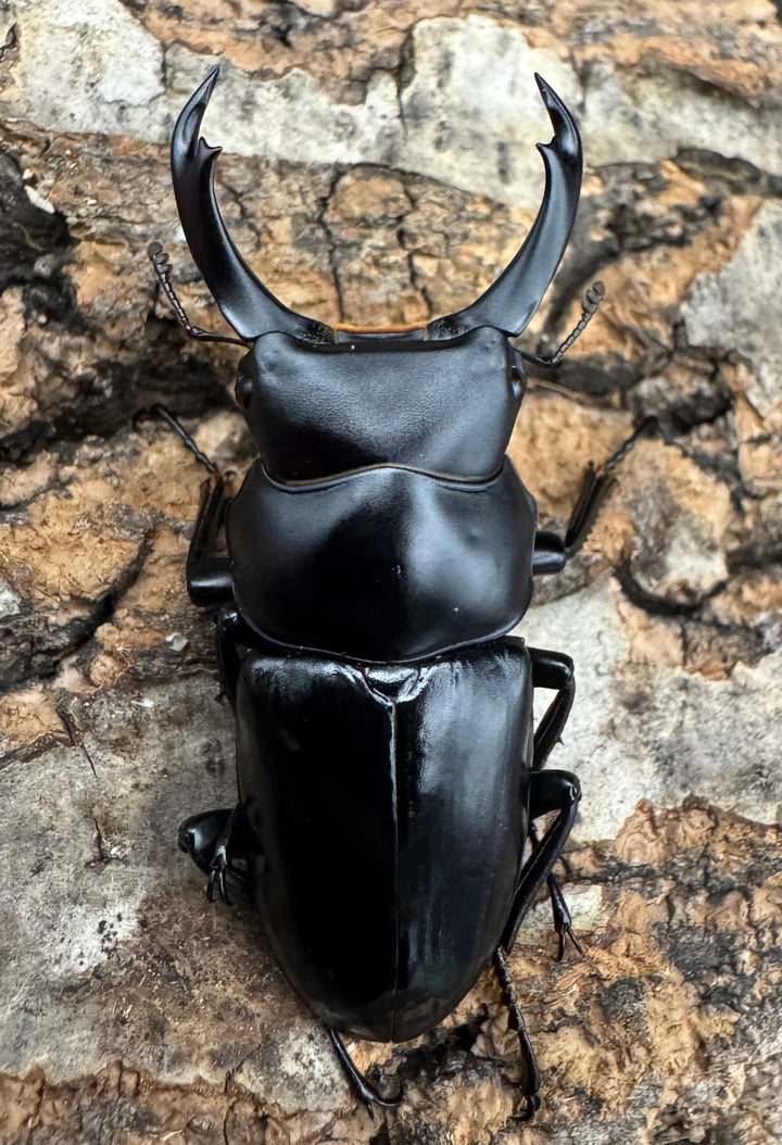 【WD】《シネンシスコクワ ssp. 怒江亜種 43mm ペア》