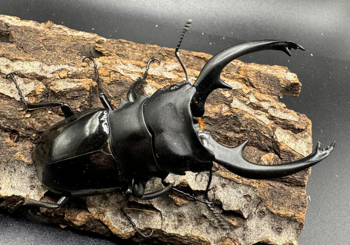 【WD】《インターメディアツヤクワガタ 89mm ペア》