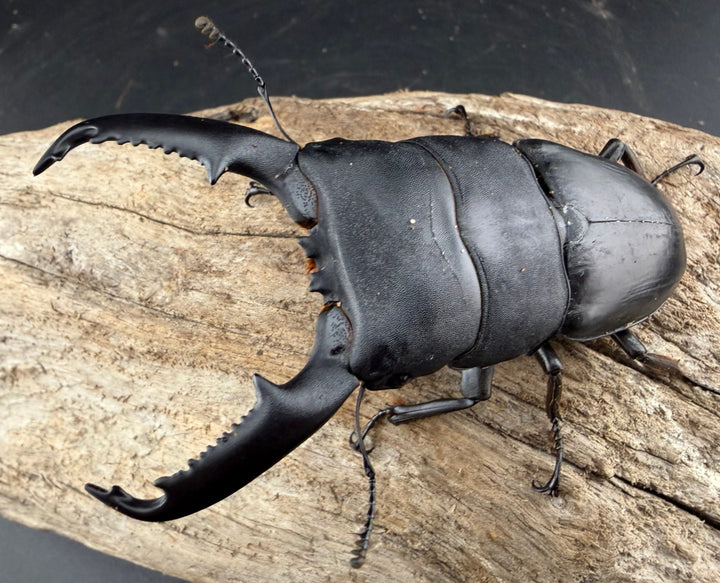 【WD】《ミンダナオヒラタ マラグサン産 91mm ペア》