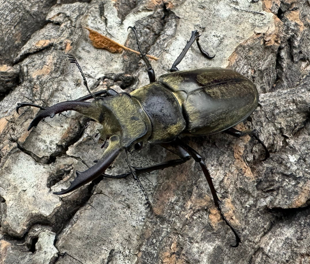 【WD】《チベットミヤマ原名亜種 47mm ペア》