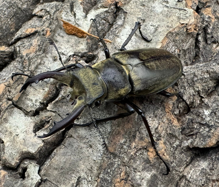 【WD】《チベットミヤマ原名亜種 47mm ペア》