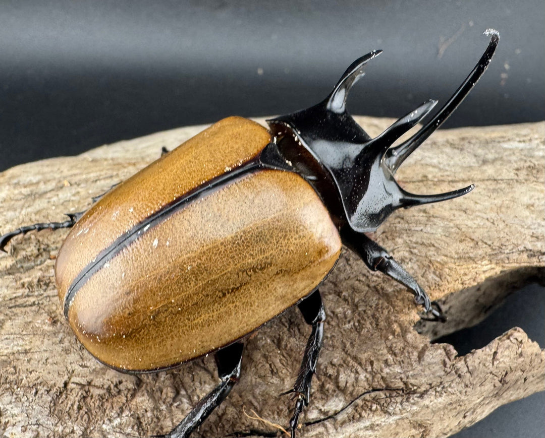 【WD】《ゴホンツノカブト原名亜種 ラオス産 73mm ペア》