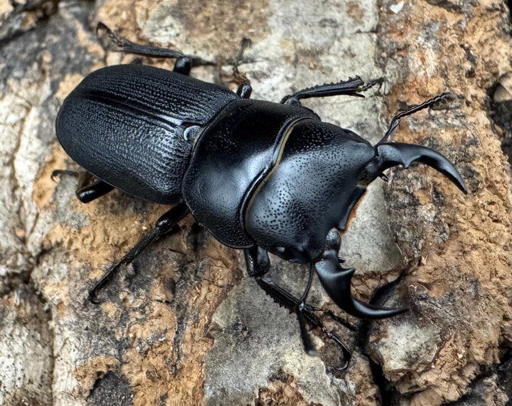 【WD】《ドルクス メンシウス 30ｍｍ ペア》