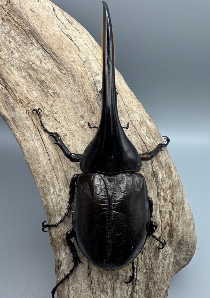 《ヘラクレス・ヘラクレス 139mm ペア》