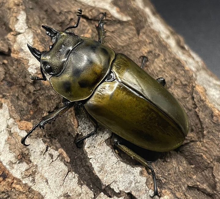 《ババオウゴンオニクワガタ 74.6mm ペア》