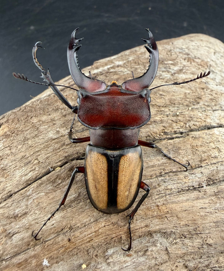 【WF2】《ラエトゥスミヤマクワガタ 51.5mm ペア》