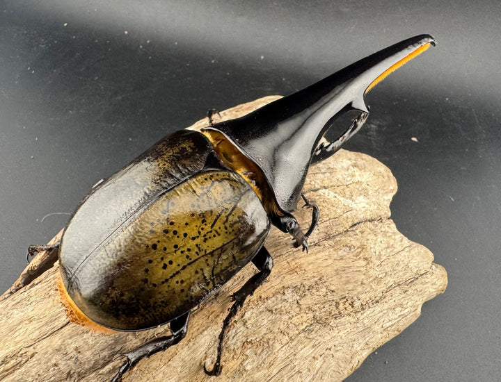 即ブリ《ヘラクレス・ヘラクレス 優良血統 139mm ペア》