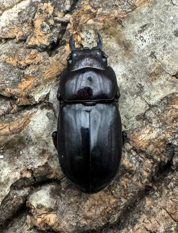 《スンバワノコギリクワガタ 40mm ペア》わたくわ氏ブリード個体