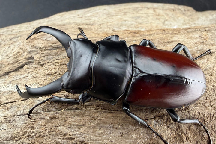 《ドンキエルコクワ原名亜種 ミャンマー産 67.5mm ペア》