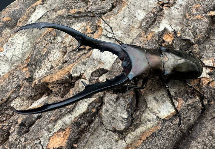 【WD】《メタリフェルホソアカ 78mm ペア》