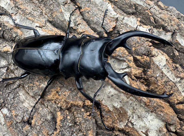 【WD】《インターメディアツヤクワガタ ネグロス産 94mm ペア》