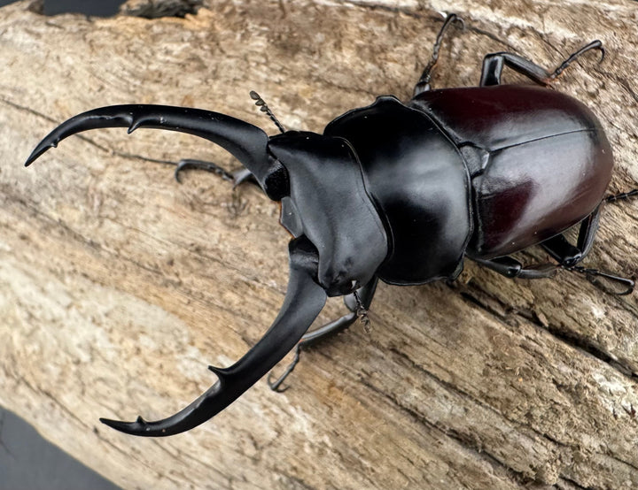 【WD】《ドンキエルコクワ原名亜種 雲南省産 65mm ♂♀♀トリオ》