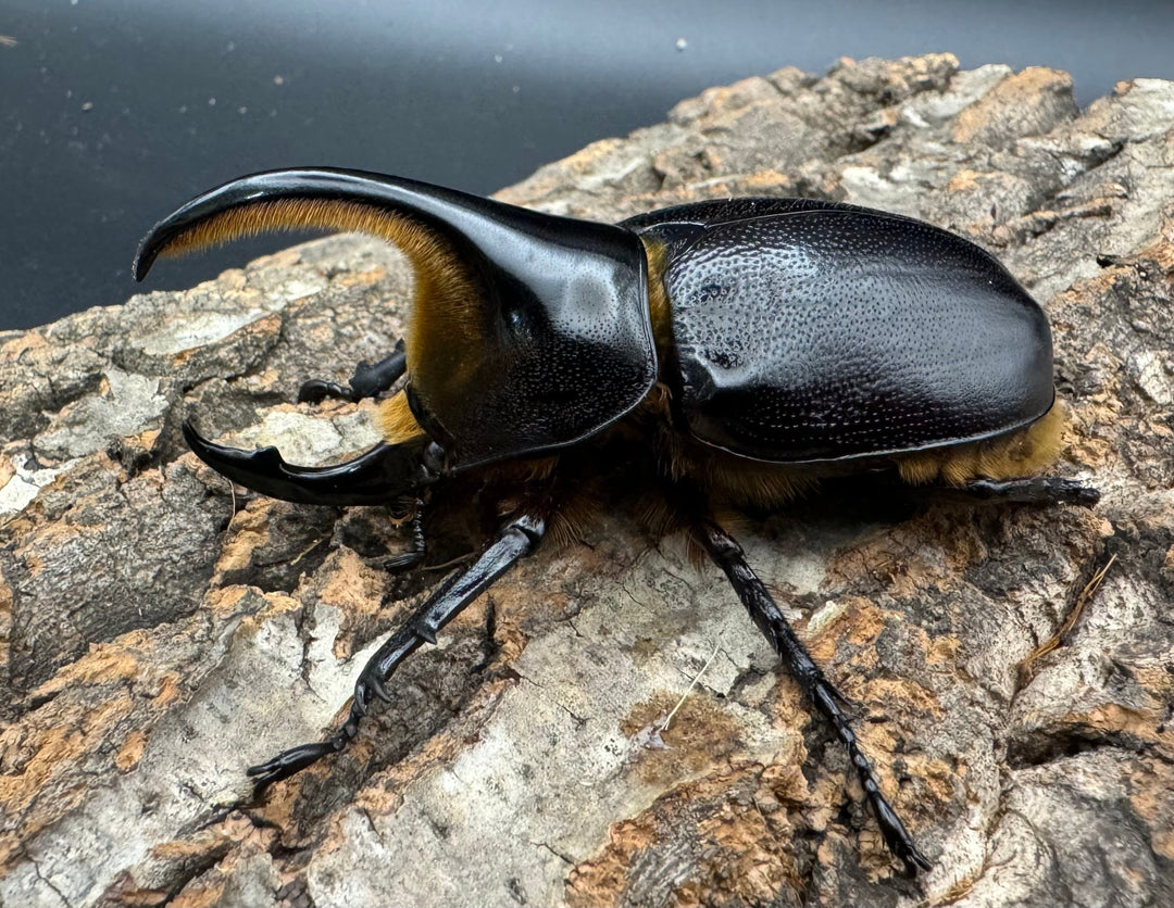 即ブリ《サタンオオカブト 76mm A’品ペア》