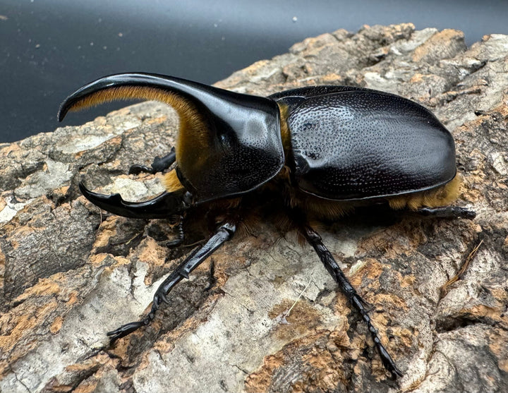 即ブリ《サタンオオカブト 76mm A’品ペア》