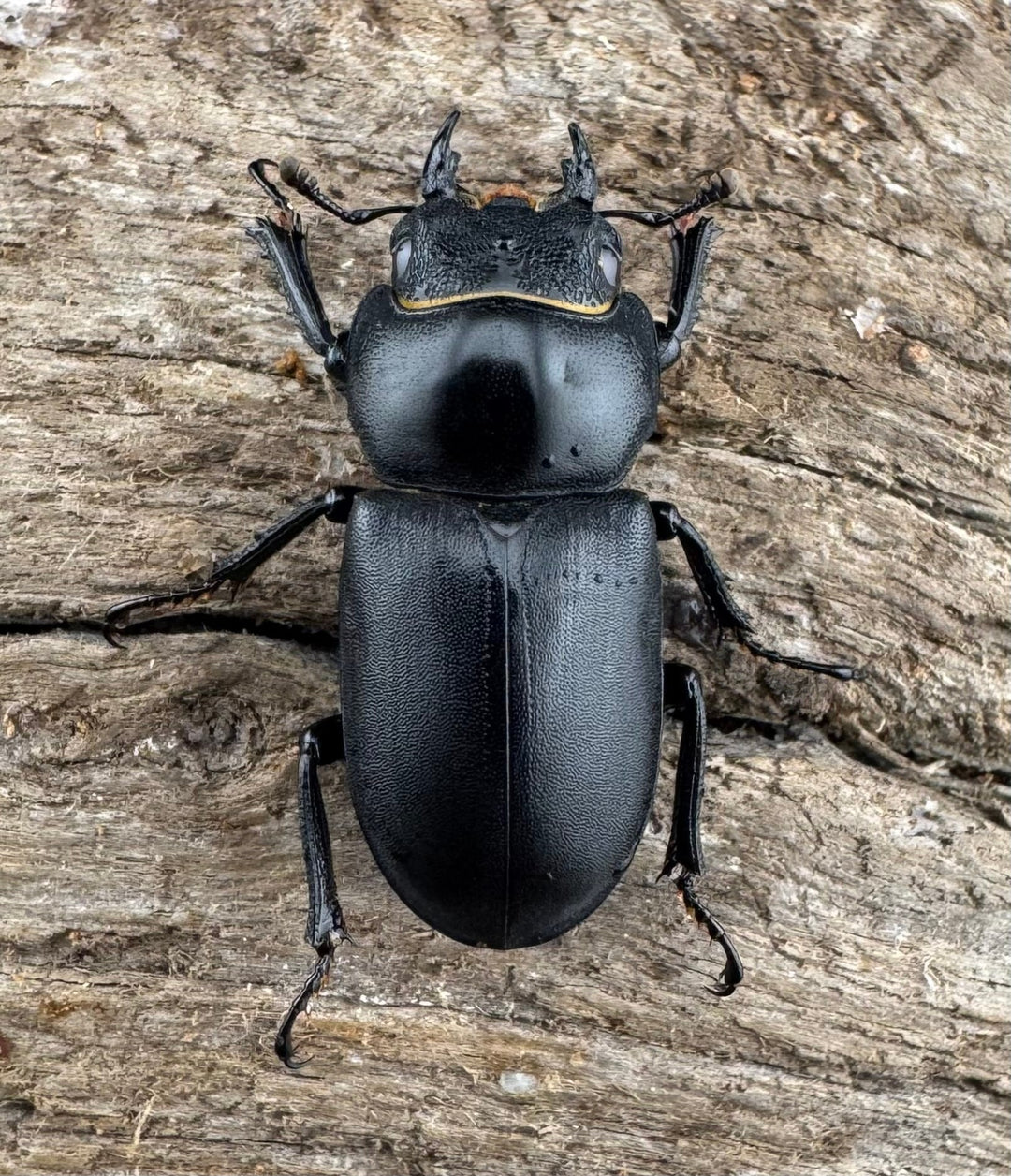 【WD】《ダビディスコクワガタ 24mm ペア》