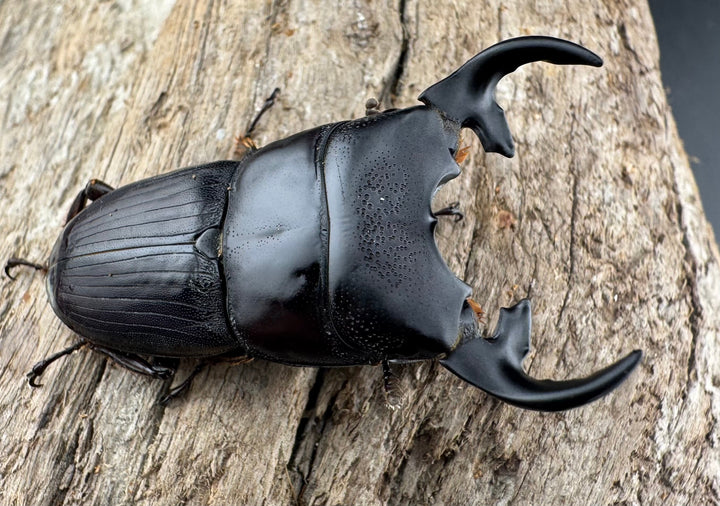 【WD】《プンクティペンニスネブト 40.5mm ペア》