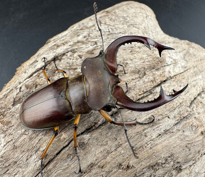 【WD】《フェアメイルミヤマ 雅安市産 55mm ペア》