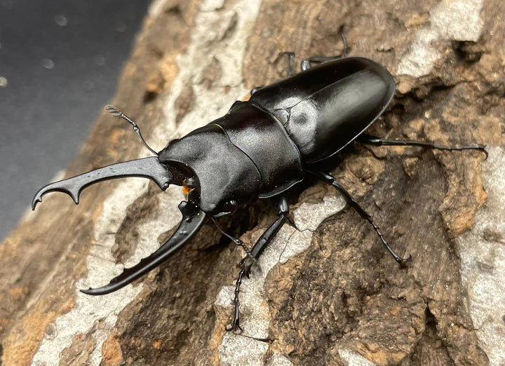 【WD】貴重種《ポレクトゥスノコギリクワガタ 48.5mmUP ペア》