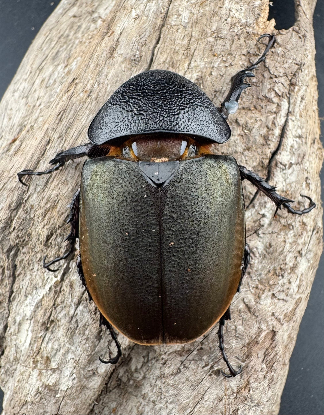 【WD】《ジャワコーカサスオオカブト 113mm ペア》