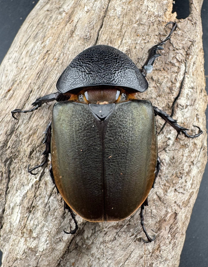 【WD】《ジャワコーカサスオオカブト 113mm ペア》