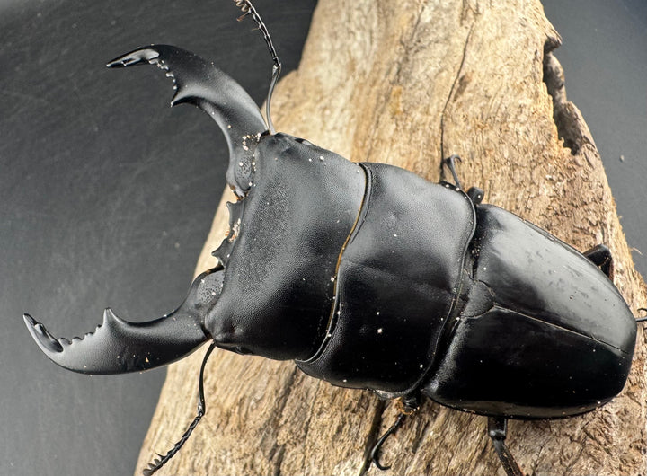 【WD】《スマトラオオヒラタ ベンクール産 96mm ペア》