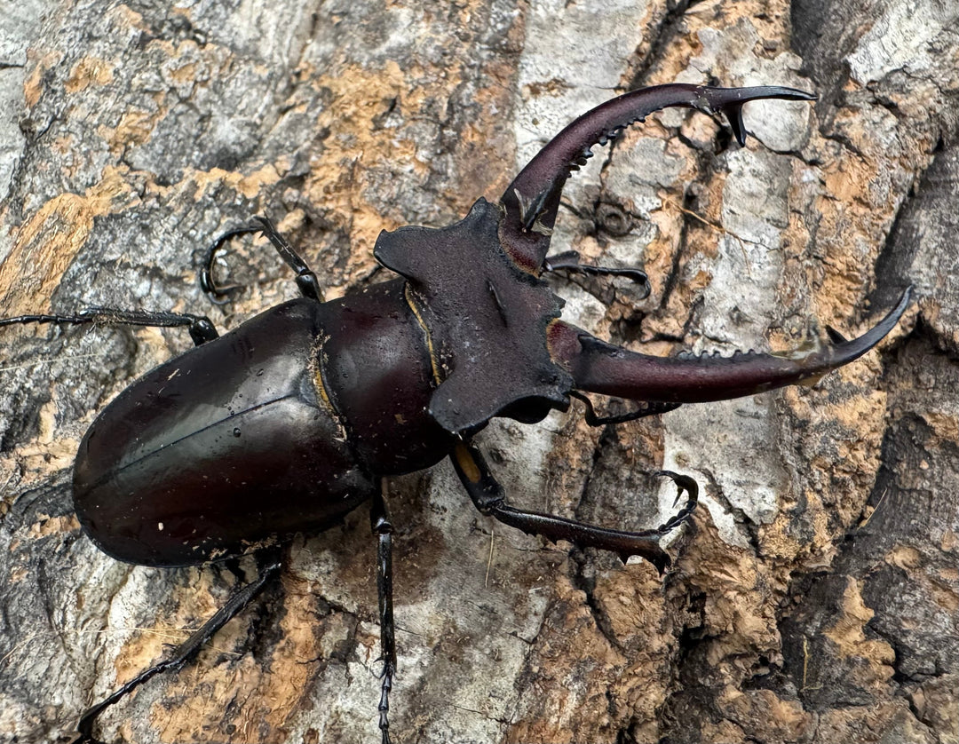 【WF3】《ドンミヤマ 63mm ペア》