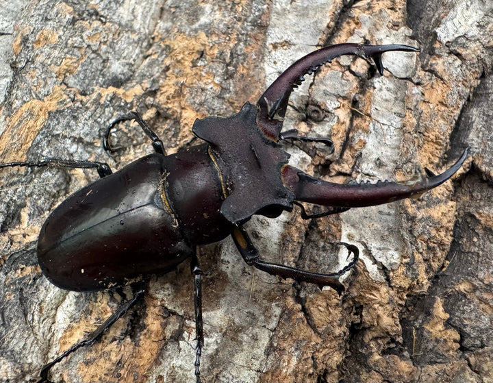 【WF3】《ドンミヤマ 63mm ペア》