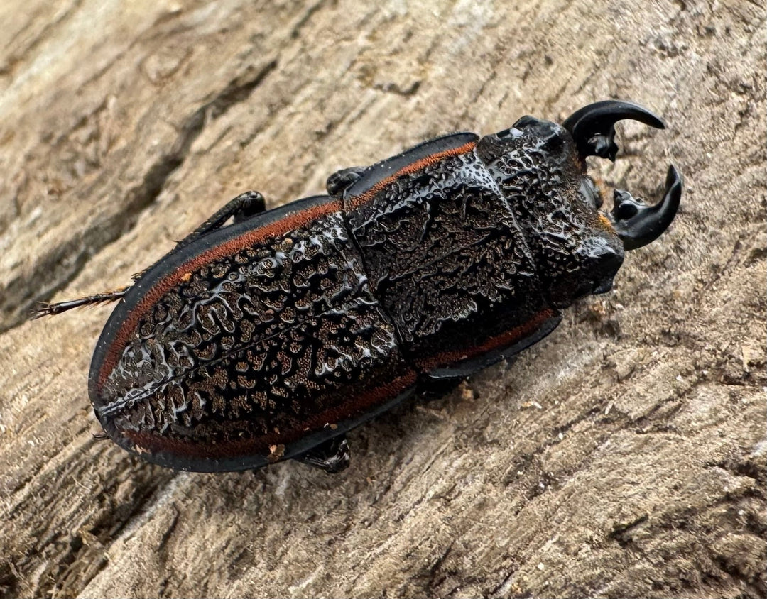 《カエラートゥスサメハダ 18.5mm ペア》