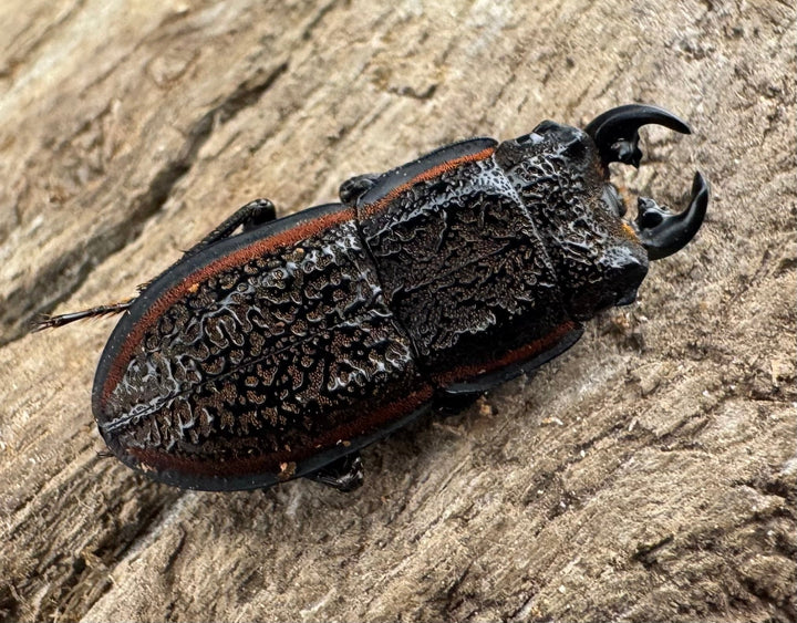 《カエラートゥスサメハダ 18.5mm ペア》