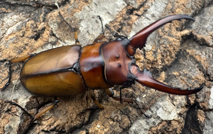 【WF3】《アスタコイデスノコギリ亜種ミズヌマイ 52mm ペア》