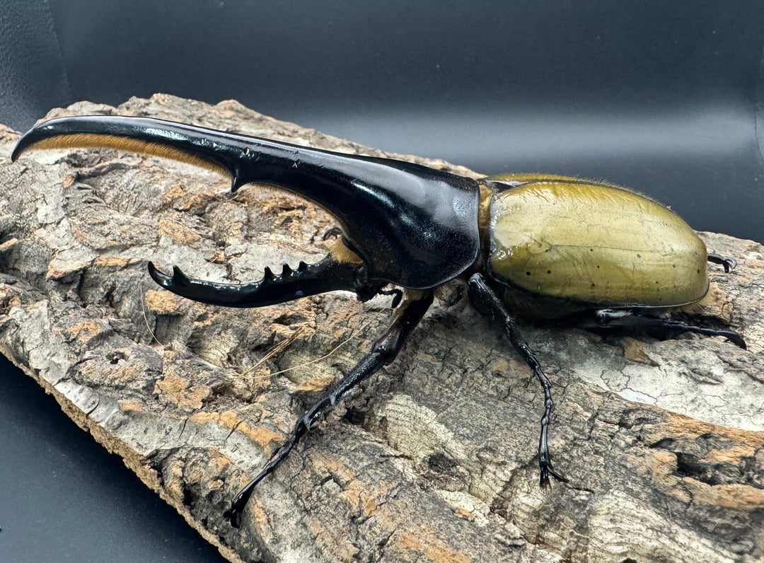 《ヘラクレス・ヘラクレス 143mm ペア》