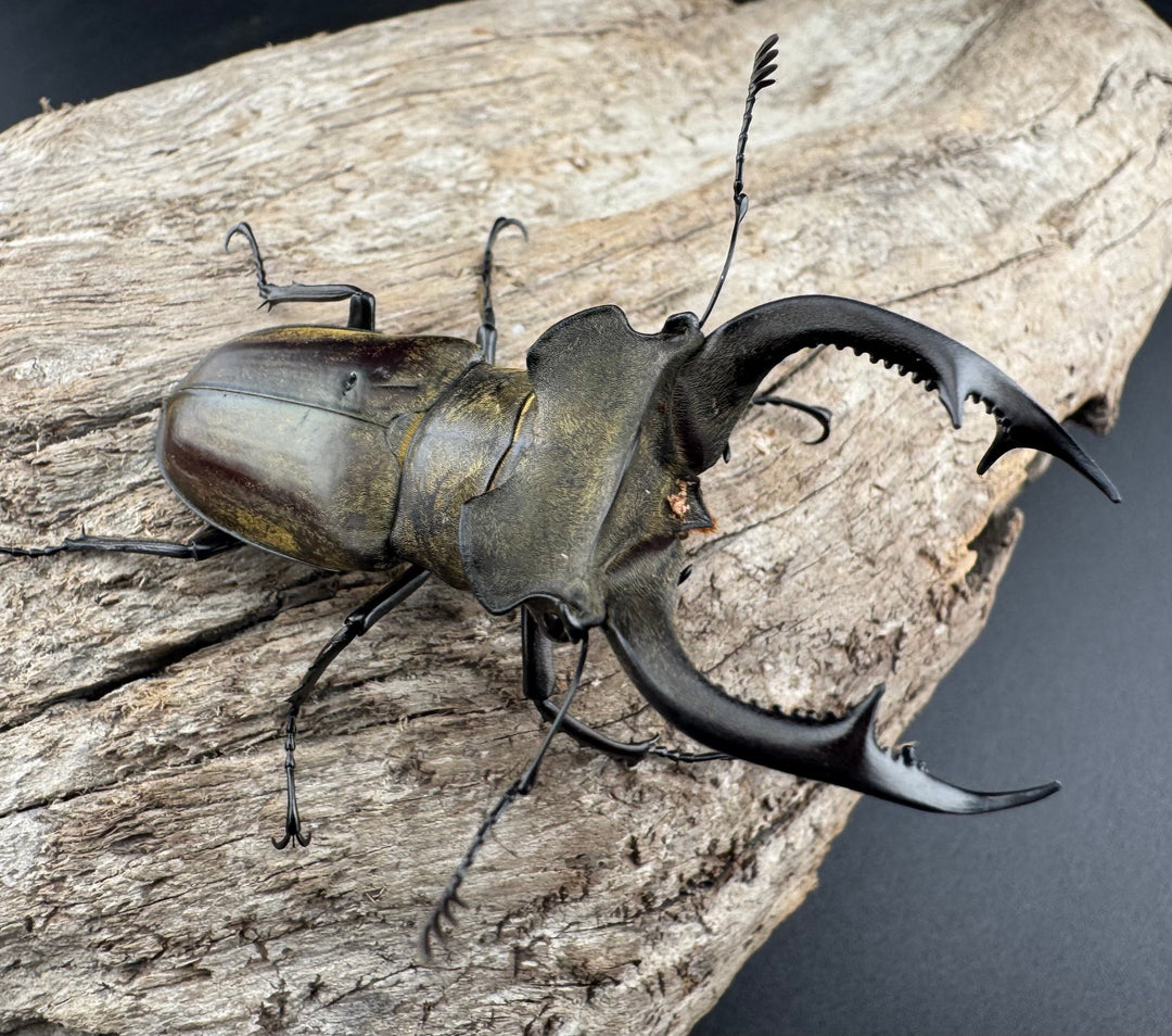 【WD】《ノビリスミヤマ 62mm ペア》