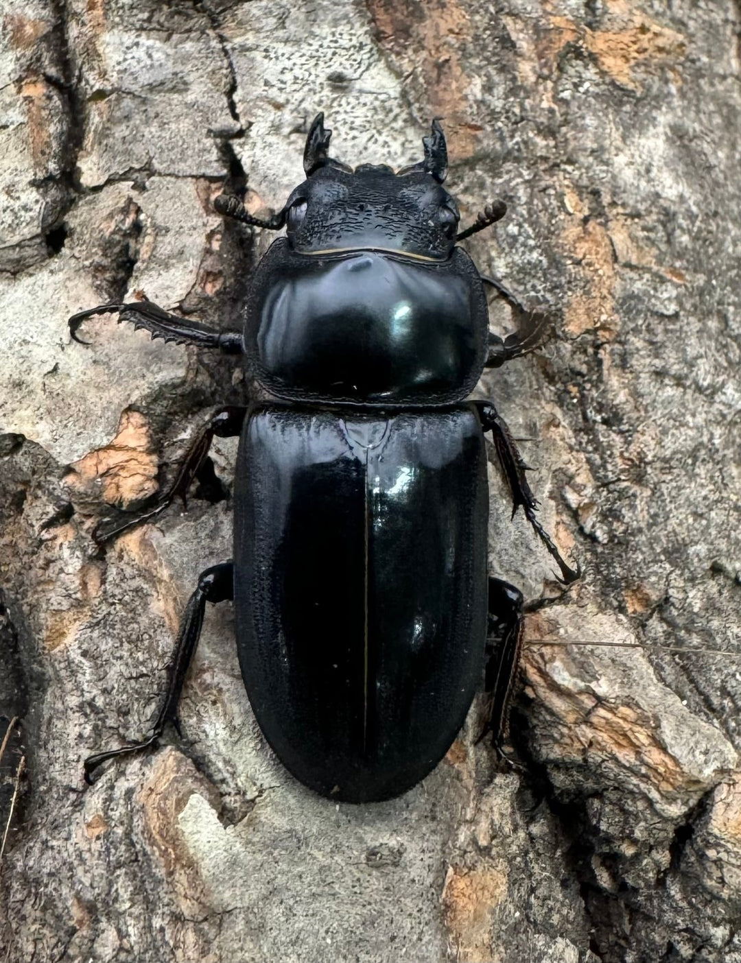 【WD】《ドルクスヤクシャ チベット産 38mm ♂♀♀トリオ》