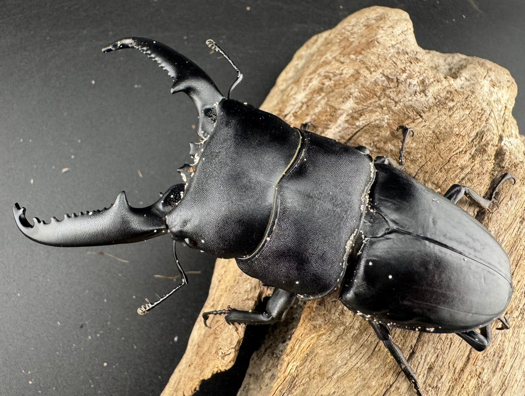 【WD】《パラワンオオヒラタ ガントン産 100.5mm ペア》