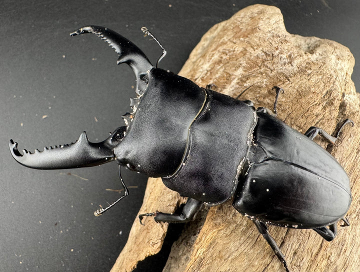 【WD】《パラワンオオヒラタ ガントン産 100.5mm ペア》