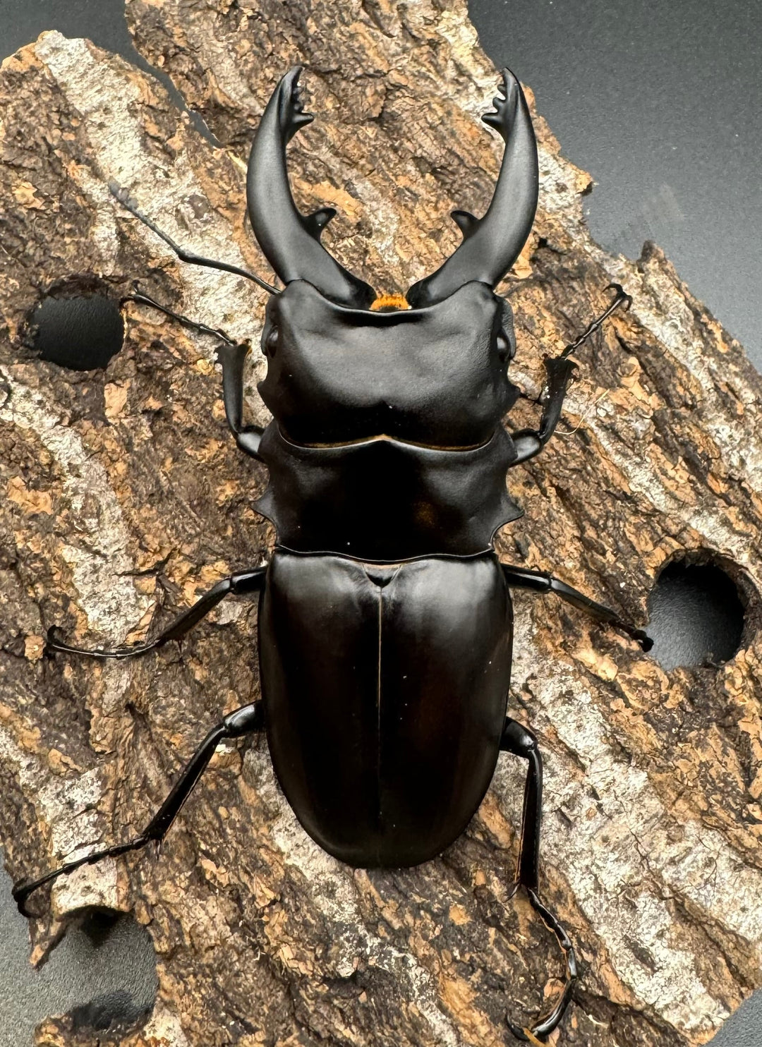 【WD】《アルケスツヤクワガタ 85mm ペア》