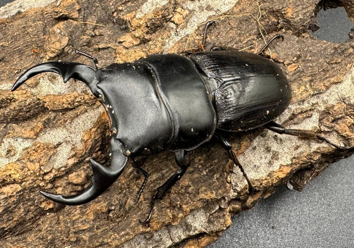 【WD】《パラワンパリーオオクワ 59mmペア》