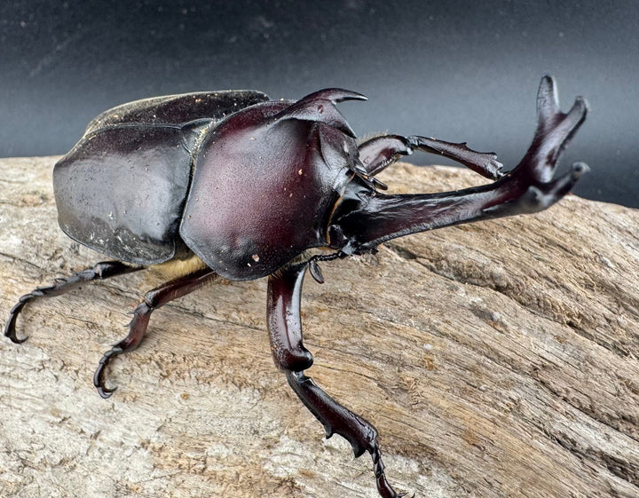 《国産カブトムシ 栃木県産 80mm ペア》