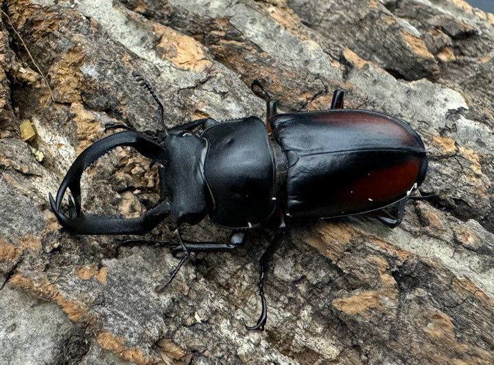 【WF4】《海南シカクワガタ 47mm ペア》Moro氏ブリード個体