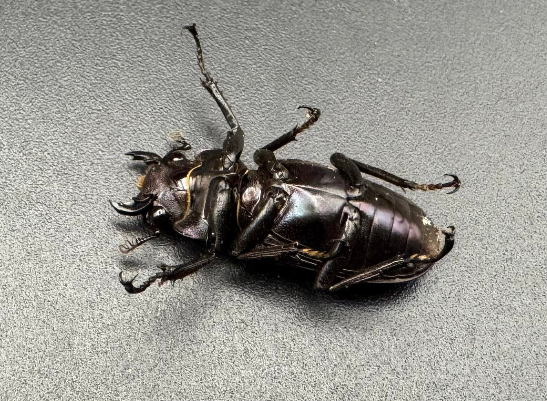 【美麗】《メタリフェルホソアカ 80mm ペア》わたくわ氏ブリード個体