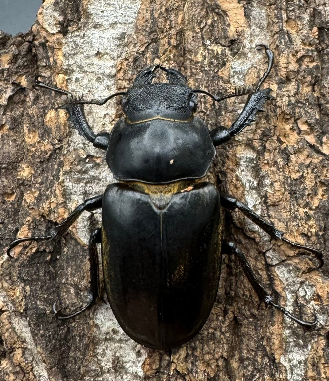 【WD】《チベットミヤマ亜種フルキフェル 75mm ♂B品ペア》