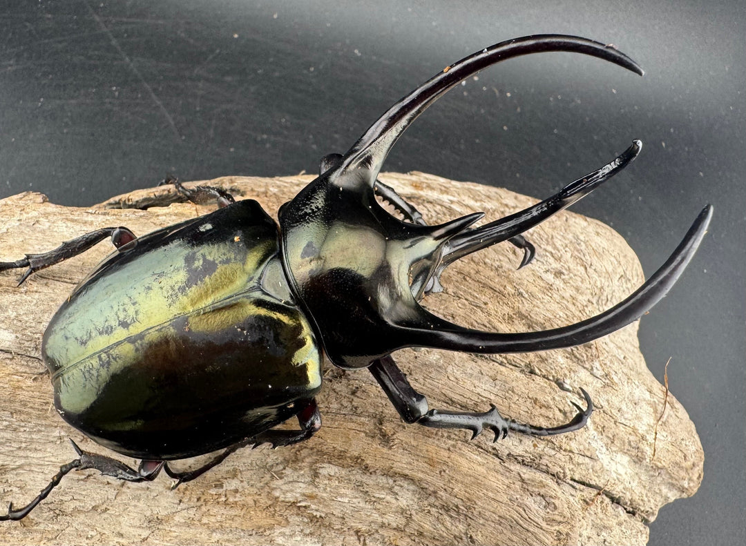 【WD】《ミンダナオアトラスオオカブト マラグサン産 96.5mm ♂単》