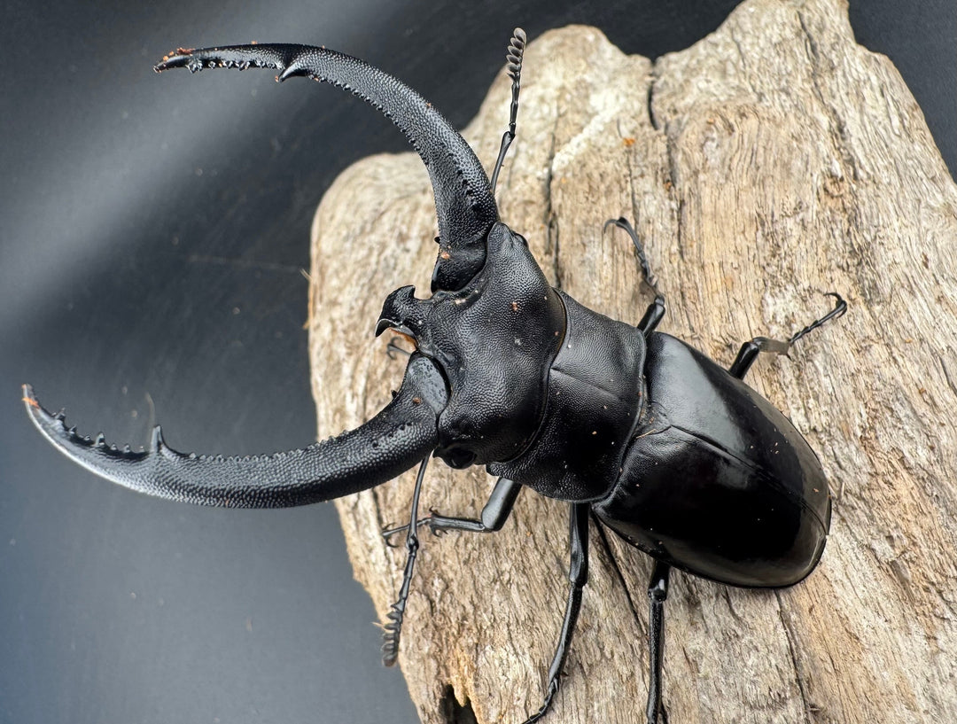 【WD】《リノケロスフタマタ 82mm ペア》