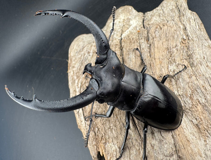 【WD】《リノケロスフタマタ 82mm ペア》