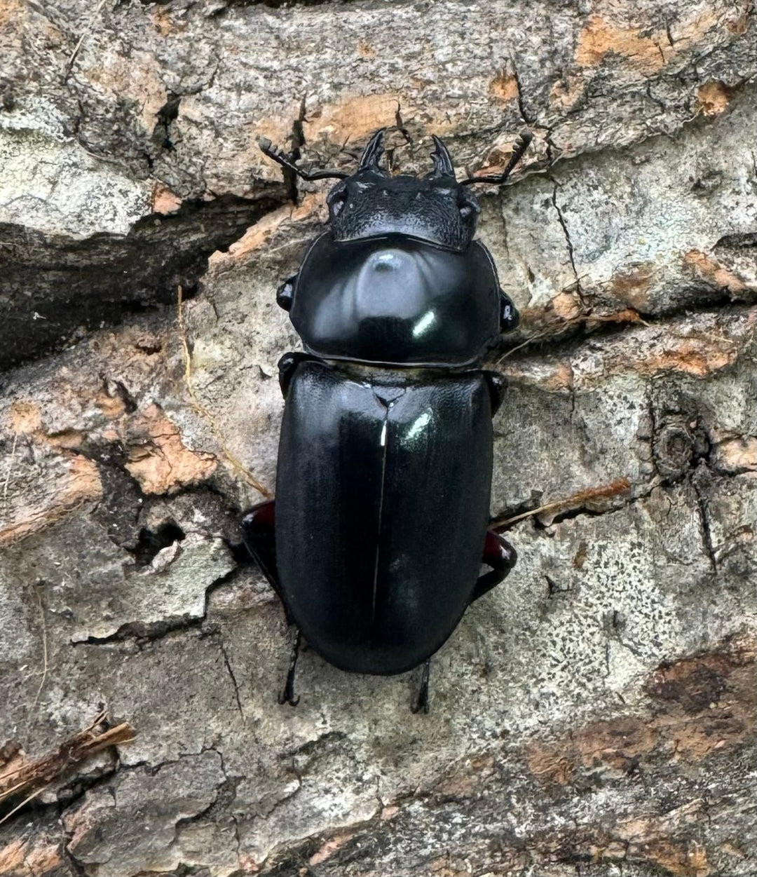 【WD】《アカアシクワガタ亜種chenpengi 遼寧省産 36mm ♂♀♀トリオ》