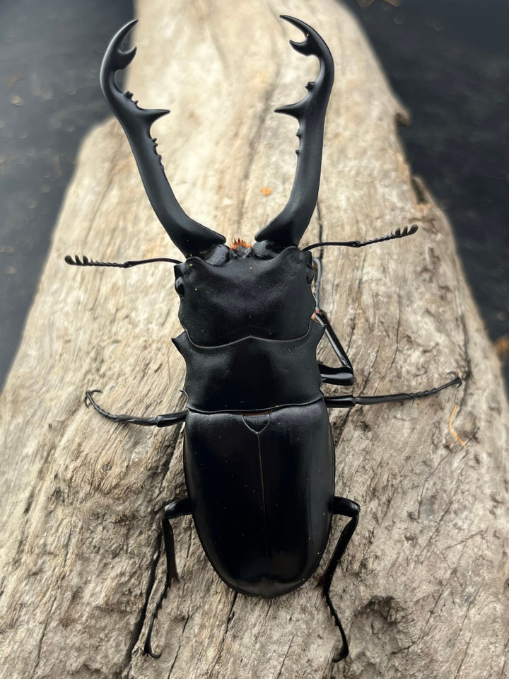 【WD】《 ギラファノコギリ亜種ボロブドゥール 91.5mm ペア》