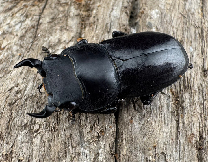 【WD】《ビキヌスコクワガタ 四川省産 28.5mm A'品ペア》