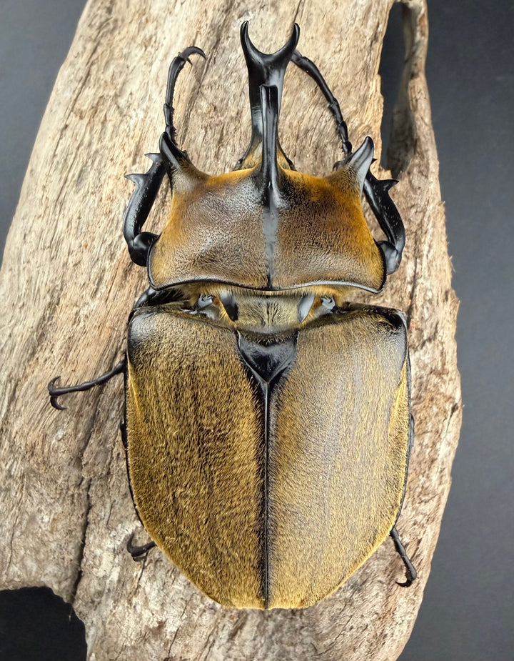 《ギアス ルンバッシャー 91.5mm ペア》